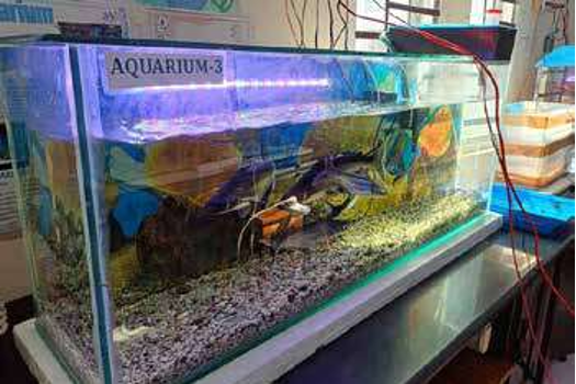 International Participant-Taniya